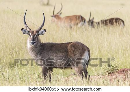 Stock Photography - Defassa-Wasserbock (Kobus ellipsiprymnus defassa), Murchison-Falls-Nationalpark, Uganda, Afrika. Fotosearch