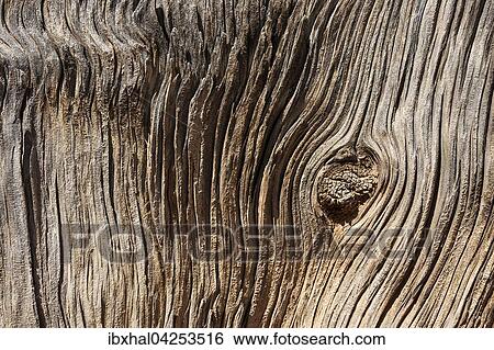 Detail eines abgestorbenen Baumstammes einer Kiefer (Pinus sp. ), Red Canyon, Utah, USA, Nordamerika View Large Photo Image Stock Photograph - Detail eines abgestorbenen Baumstammes einer Kiefer (Pinus sp. ), Red Canyon, Utah, USA, Nordamerika. Fotosearch