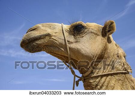 Detailaufnahme, Kamel auf dem Kamelmarkt von Keren, Eritrea, Afrika View Large Photo Image Stock Image - Detailaufnahme, Kamel auf dem Kamelmarkt von Keren, Eritrea, Afrika. Fotosearch