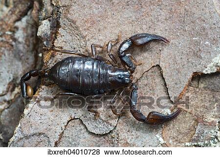 Deutscher Skorpion oder Alpenskorpion (Euscorpius germanus), Gurgltal, Tirol, Osterreich, Europa View Large Photo Image Stock Photo - Deutscher Skorpion oder Alpenskorpion (Euscorpius germanus), Gurgltal, Tirol, Osterreich, Europa. Fotosearch