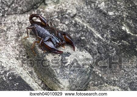 Deutscher Skorpion oder Alpenskorpion (Euscorpius germanus), Gurgltal, Tirol, Osterreich, Europa View Large Photo Image Stock Photo - Deutscher Skorpion oder Alpenskorpion (Euscorpius germanus), Gurgltal, Tirol, Osterreich, Europa. Fotosearch