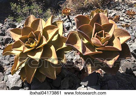 Dickblattgewachs (Aeonium nobile), auf Vulkangestein, Caldera Taburiente, La Palma, Kanarische Inseln, Spanien, Europa View Large Photo Image Stock Image - Dickblattgewachs (Aeonium nobile), auf Vulkangestein, Caldera Taburiente, La Palma, Kanarische Inseln, Spanien, Europa. Fotosearch