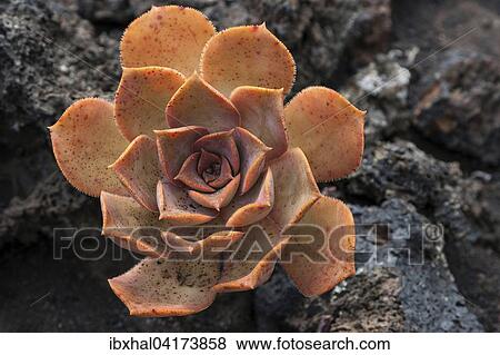 Stock Photo - Dickblattgewachs (Aeonium nobile), auf Vulkangestein, La Palma, Kanarische Inseln, Spanien, Europa. Fotosearch