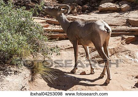 Dickhornschaf (Ovis canadensis) frisst, Zion Nationalpark, Utah, USA, Nordamerika View Large Photo Image Stock Photo - Dickhornschaf (Ovis canadensis) frisst, Zion Nationalpark, Utah, USA, Nordamerika. Fotosearch