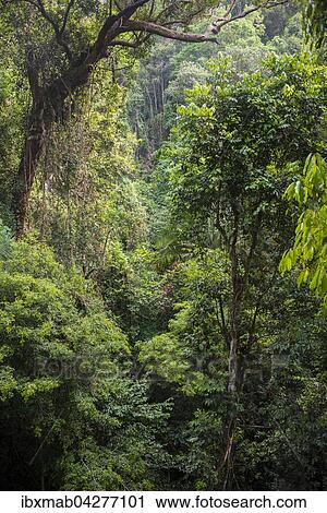 Dickicht, Baume, Dschungel, Kuala Tahan, Nationalpark Taman Negara, Malaysia, Asien View Large Photo Image Stock Image - Dickicht, Baume, Dschungel, Kuala Tahan, Nationalpark Taman Negara, Malaysia, Asien. Fotosearch