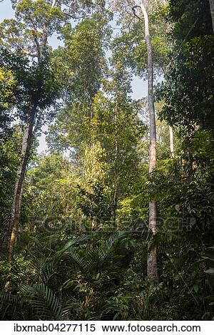 Stock Photography - Dickicht, Baume, Dschungel, Kuala Tahan, Nationalpark Taman Negara, Malaysia, Asien. Fotosearch