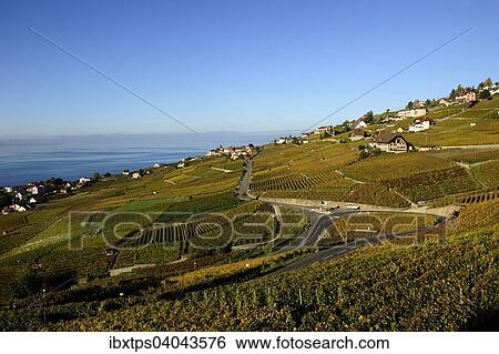 Die Weinberge des Lavaux am Genfersee, Kanton Waadt, Schweiz, Europa View Large Photo Image Stock Photograph - Die Weinberge des Lavaux am Genfersee, Kanton Waadt, Schweiz, Europa. Fotosearch