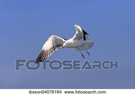 Dominikanermowe (Larus dominicanus), adult, fliegend, Stony Point, Betty's Bay, Westkap, Sudafrika View Large Photo Image Picture - Dominikanermowe (Larus dominicanus), adult, fliegend, Stony Point, Betty's Bay, Westkap, Sudafrika. Fotosearch
