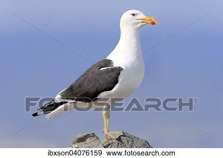 Dominikanermowe (Larus dominicanus), adult, auf Fels, Stony Point, Betty's Bay, Westkap, Sudafrika View Large Photo Image Stock Photo - Dominikanermowe (Larus dominicanus), adult, auf Fels, Stony Point, Betty's Bay, Westkap, Sudafrika. Fotosearch
