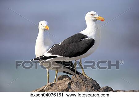 Dominikanermowen (Larus dominicanus), Paar auf Fels, Stony Point, Betty's Bay, Westkap, Sudafrika View Large Photo Image Stock Image - Dominikanermowen (Larus dominicanus), Paar auf Fels, Stony Point, Betty's Bay, Westkap, Sudafrika. Fotosearch