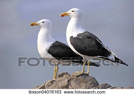 Dominikanermowen (Larus dominicanus), Paar auf Fels, Stony Point, Betty's Bay, Westkap, Sudafrika View Large Photo Image Stock Image - Dominikanermowen (Larus dominicanus), Paar auf Fels, Stony Point, Betty's Bay, Westkap, Sudafrika. Fotosearch