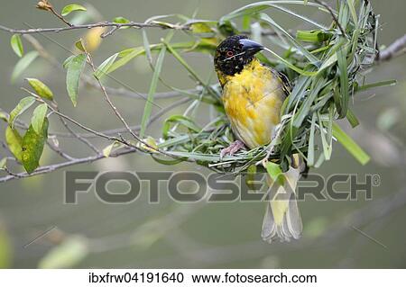Dorfweber, Textorweber (Ploceus cucullatus), noch nicht voll ausgefarbtes Mannchen beim Nestbau, Masai Mara Nationalreservat, Kenia, Afrika View Large Photo Image Stock Image - Dorfweber, Textorweber (Ploceus cucullatus), noch nicht voll ausgefarbtes Mannchen beim Nestbau, Masai Mara Nationalreservat, Kenia, Afrika. Fotosearch
