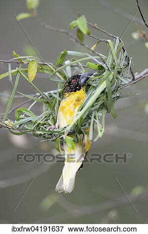 Stock Photo - Dorfweber, Textorweber (Ploceus cucullatus), noch nicht voll ausgefarbtes Mannchen beim Nestbau, Masai Mara Nationalreservat, Kenia, Afrika. Fotosearch