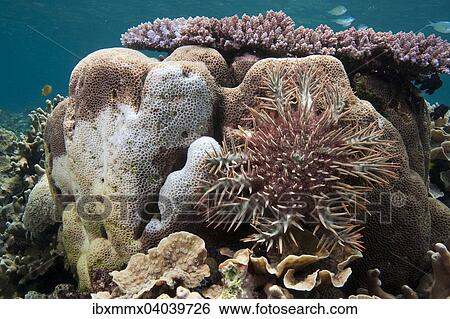 Dornenkronenseestern (Acanthaster planci) beim Fressen einer Steinkoralle, Great Barrier Reef, Australien, Ozeanien View Large Photo Image Stock Photograph - Dornenkronenseestern (Acanthaster planci) beim Fressen einer Steinkoralle, Great Barrier Reef, Australien, Ozeanien. Fotosearch