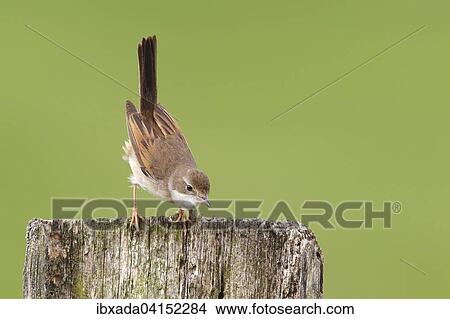 Dorngrasmucke (Sylvia communis), Weibchen auf einem Zaunpfosten, Bislicher Insel, Nordrhein-Westfalen, Deutschland, Europa View Large Photo Image Picture - Dorngrasmucke (Sylvia communis), Weibchen auf einem Zaunpfosten, Bislicher Insel, Nordrhein-Westfalen, Deutschland, Europa. Fotosearch