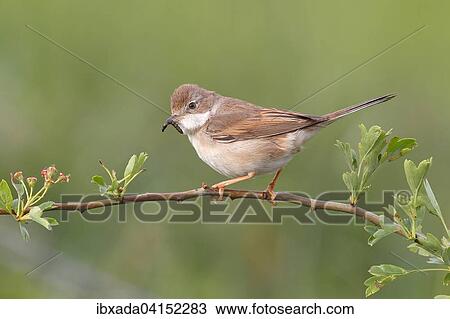 Dorngrasmucke (Sylvia communis), Weibchen bringt eine Raupe, Bislicher Insel, Nordrhein-Westfalen, Deutschland, Europa View Large Photo Image Stock Image - Dorngrasmucke (Sylvia communis), Weibchen bringt eine Raupe, Bislicher Insel, Nordrhein-Westfalen, Deutschland, Europa. Fotosearch