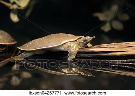 Dornrand Weichschildkrote (Apalone spinifera), adult, Vorkommen in Nordamerika, captive, Deutschland, Europa View Large Photo Image Stock Image - Dornrand Weichschildkrote (Apalone spinifera), adult, Vorkommen in Nordamerika, captive, Deutschland, Europa. Fotosearch