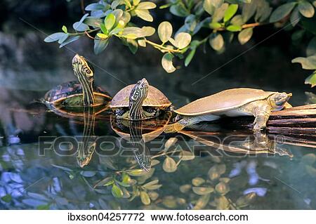 Dornrand Weichschildkrote (Apalone spinifera), Rotwangen-Schmuckschildkrote (Trachemys scripta elegans), adult, Gruppe, Vorkommen in Nordamerika, captive, Deutschland, Europa View Large Photo Image Stock Image - Dornrand Weichschildkrote (Apalone spinifera), Rotwangen-Schmuckschildkrote (Trachemys scripta elegans), adult, Gruppe, Vorkommen in Nordamerika, captive, Deutschland, Europa. Fotosearch