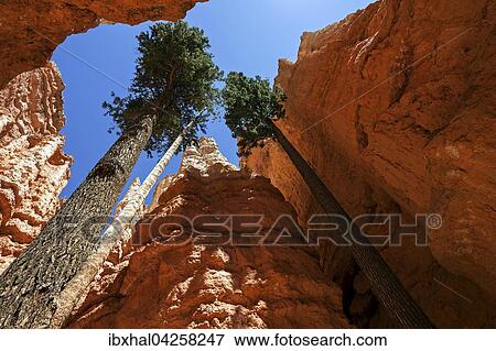 Douglasien (Pseudotsuga menziesii) wachsen zwischen farbigen Gesteinsformationen, Hoodoos, am Navajo Loop Trail, Bryce-Canyon-Nationalpark, Utah, USA, Nordamerika View Large Photo Image Stock Photo - Douglasien (Pseudotsuga menziesii) wachsen zwischen farbigen Gesteinsformationen, Hoodoos, am Navajo Loop Trail, Bryce-Canyon-Nationalpark, Utah, USA, Nordamerika. Fotosearch