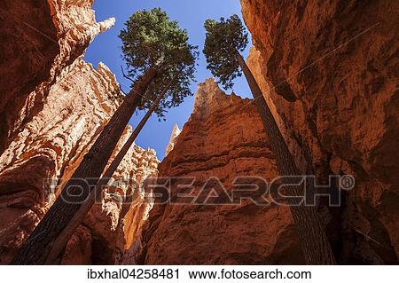 Stock Image - Douglaskiefern (Pseudotsuga menziesii) wachsen zwischen hohen Felsen, Hoodoos, Navajo Loop Trail, Bryce-Canyon-Nationalpark, Utah, USA, Nordamerika. Fotosearch