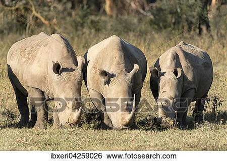 Drei Breitmaulnashorner (Ceratotherium simum) beim Fressen, Lake Nakuru Nationalpark, Kenia, Afrika View Large Photo Image Stock Photograph - Drei Breitmaulnashorner (Ceratotherium simum) beim Fressen, Lake Nakuru Nationalpark, Kenia, Afrika. Fotosearch