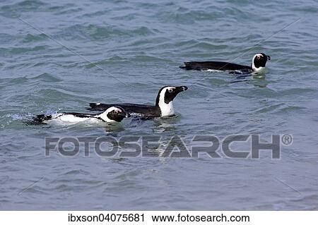 Stock Image - Drei Brillenpinguine (Spheniscus demersus), schwimmend, im Wasser, Boulders Beach, Simon's Town, Westkap, Sudafrika. Fotosearch