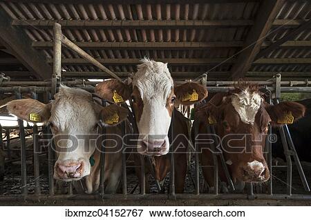 Drei Milchkuhe in einem Laufstall schauen durch das Fressgitter, Bayern, Deutschland, Europa View Large Photo Image Stock Photo - Drei Milchkuhe in einem Laufstall schauen durch das Fressgitter, Bayern, Deutschland, Europa. Fotosearch
