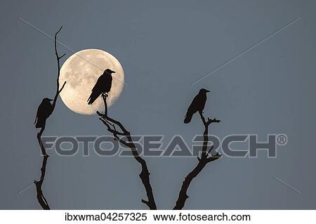 Drei Saatkrahen (Corvus frugilegus), Silhouetten, sitzen bei Vollmond auf abgestorbenen Aesten View Large Photo Image Stock Photography - Drei Saatkrahen (Corvus frugilegus), Silhouetten, sitzen bei Vollmond auf abgestorbenen Aesten. Fotosearch