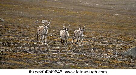 Stock Photograph - Drei Spitzbergen-Rentiere (Rangifer tarandus platyrhynchus) in der Tundra, Spitzbergen, Arktis, Norwegen, Europa. Fotosearch