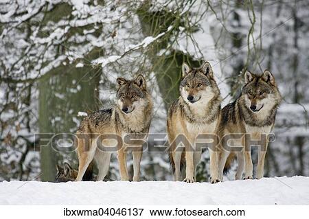 Drei stehende Wolfe (Canis lupus) im Schnee, captive, Deutschland, Europa View Large Photo Image Stock Photo - Drei stehende Wolfe (Canis lupus) im Schnee, captive, Deutschland, Europa. Fotosearch