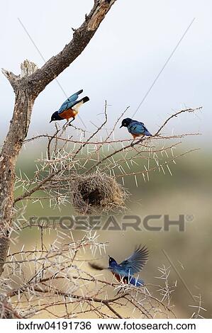 Stock Photograph - Dreifarben-Glanzstare (Lamprotornis superbus) plundern Webernest, Samburu Nationalreservat, Kenia, Afrika. Fotosearch