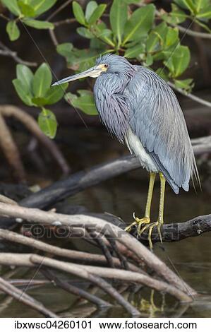 Dreifarbenreiher (Egretta tricolor) am Wasser, Ding Darling National Wildlife Refuge, Sanibel Island, Florida, USA, Nordamerika View Large Photo Image Stock Image - Dreifarbenreiher (Egretta tricolor) am Wasser, Ding Darling National Wildlife Refuge, Sanibel Island, Florida, USA, Nordamerika. Fotosearch