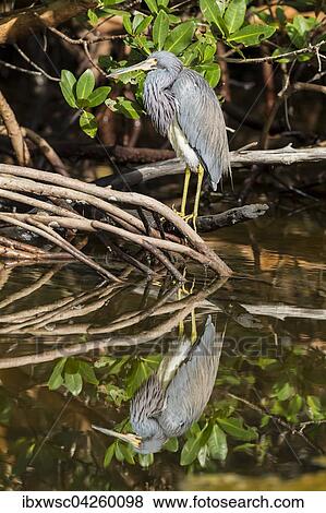 Dreifarbenreiher (Egretta tricolor), mit Spiegelung im Wasser, Ding Darling National Wildlife Refuge, Sanibel Island, Florida, USA, Nordamerika View Large Photo Image Stock Photo - Dreifarbenreiher (Egretta tricolor), mit Spiegelung im Wasser, Ding Darling National Wildlife Refuge, Sanibel Island, Florida, USA, Nordamerika. Fotosearch