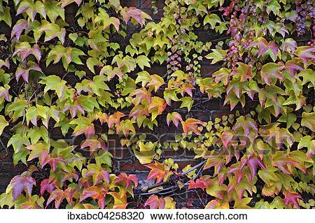 Stock Image - Dreispitzige Jungfernrebe, Wilder Wein (Parthenocissus tricuspidata), auch Dreiblattrige oder Dreilappige Jungfernrebe, Deutschland, Europa. Fotosearch