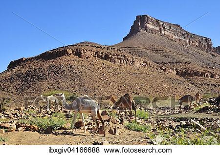 Dromedare in der Berglandschaft am Amogjar Pass, bei Atar, Region Adrar, Mauretanien, Afrika View Large Photo Image Stock Photo - Dromedare in der Berglandschaft am Amogjar Pass, bei Atar, Region Adrar, Mauretanien, Afrika. Fotosearch