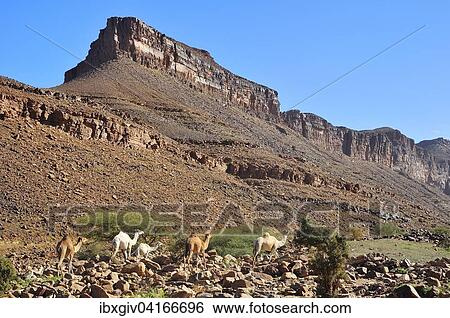 Stock Photograph - Dromedare in der Berglandschaft am Amogjar Pass, bei Atar, Region Adrar, Mauretanien, Afrika. Fotosearch
