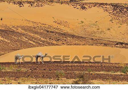 Dromedare in der Wuste, Region Adrar, Mauretanien, Afrika View Large Photo Image Stock Photo - Dromedare in der Wuste, Region Adrar, Mauretanien, Afrika. Fotosearch