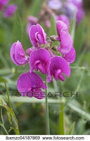 Duftwicke (Lathyrus odoratus) mit Regentropfen, Bayern, Deutschland, Europa View Large Photo Image Stock Photo - Duftwicke (Lathyrus odoratus) mit Regentropfen, Bayern, Deutschland, Europa. Fotosearch