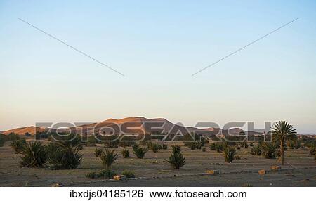 Dunen und Palmen im Morgenlicht, bei Merzouga, Region Meknes-Tafilalet, Marokko, Afrika View Large Photo Image Stock Photograph - Dunen und Palmen im Morgenlicht, bei Merzouga, Region Meknes-Tafilalet, Marokko, Afrika. Fotosearch