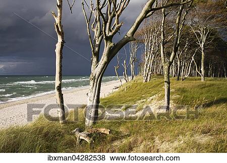 Dunkle Wolken am Weststrand und Darsser Wald an der Ostsee, Born am Darss, Fischland-Darss-Zingst, Nationalpark Vorpommersche Boddenlandschaft, Mecklenburg-Vorpommern, Deutschland, Europa View Large Photo Image Stock Photo - Dunkle Wolken am Weststrand und Darsser Wald an der Ostsee, Born am Darss, Fischland-Darss-Zingst, Nationalpark Vorpommersche Boddenlandschaft, Mecklenburg-Vorpommern, Deutschland, Europa. Fotosearch