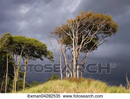 Dunkle Wolken uber Darsser Wald an der Ostsee, Born auf dem Darss, Fischland-Darss-Zingst, Nationalpark Vorpommersche Boddenlandschaft, Mecklenburg-Vorpommern, Deutschland, Europa View Large Photo Image Stock Photography - Dunkle Wolken uber Darsser Wald an der Ostsee, Born auf dem Darss, Fischland-Darss-Zingst, Nationalpark Vorpommersche Boddenlandschaft, Mecklenburg-Vorpommern, Deutschland, Europa. Fotosearch
