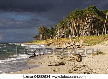 Dunkle Wolken uber Weststrand und Darsser Wald an der Ostsee, Born am Fischland-Darss-Zingst, Nationalpark Vorpommersche Boddenlandschaft, Mecklenburg-Vorpommern, Deutschland, Europa View Large Photo Image Picture - Dunkle Wolken uber Weststrand und Darsser Wald an der Ostsee, Born am Fischland-Darss-Zingst, Nationalpark Vorpommersche Boddenlandschaft, Mecklenburg-Vorpommern, Deutschland, Europa. Fotosearch
