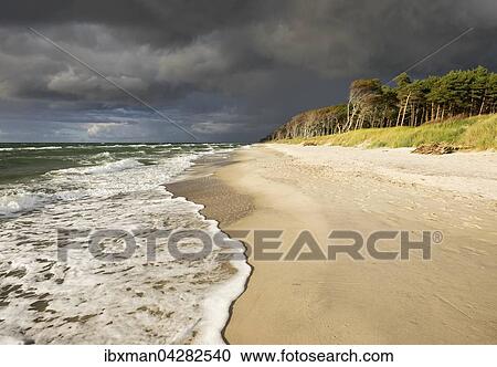 Stock Image - Dunkle Wolken uber Weststrand und Darsser Wald an der Ostsee, Born am Fischland-Darss-Zingst, Nationalpark Vorpommersche Boddenlandschaft, Mecklenburg-Vorpommern, Deutschland, Europa. Fotosearch
