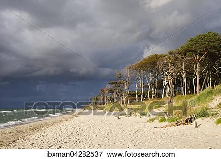 Dunkle Wolken uber Weststrand und Darsser Wald an der Ostsee, Born am Fischland-Darss-Zingst, Nationalpark Vorpommersche Boddenlandschaft, Mecklenburg-Vorpommern, Deutschland, Europa View Large Photo Image Stock Photo - Dunkle Wolken uber Weststrand und Darsser Wald an der Ostsee, Born am Fischland-Darss-Zingst, Nationalpark Vorpommersche Boddenlandschaft, Mecklenburg-Vorpommern, Deutschland, Europa. Fotosearch