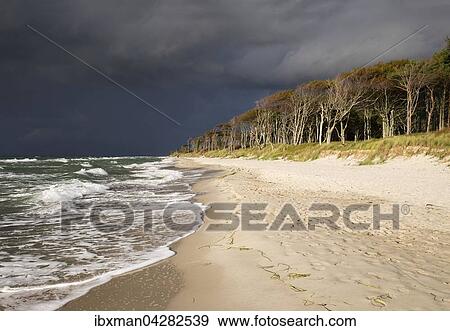 Stock Photo - Dunkle Wolken uber Weststrand und Darsser Wald an der Ostsee, Born am Fischland-Darss-Zingst, Nationalpark Vorpommersche Boddenlandschaft, Mecklenburg-Vorpommern, Deutschland, Europa. Fotosearch