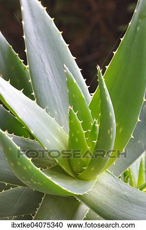 Echte Aloe (Aloe vera) View Large Photo Image Stock Image - Echte Aloe (Aloe vera). Fotosearch