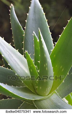 Echte Aloe (Aloe vera) View Large Photo Image Stock Image - Echte Aloe (Aloe vera). Fotosearch