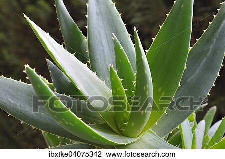 Echte Aloe (Aloe vera) View Large Photo Image Stock Image - Echte Aloe (Aloe vera). Fotosearch