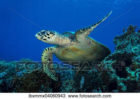 Stock Image - Echte Karettschildkrote (Eretmochelys imbricata), Philippinen, Asien. Fotosearch