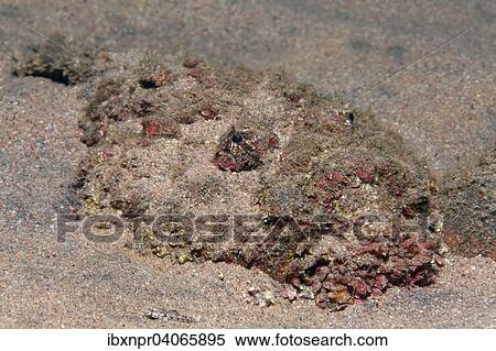 Stock Photography - Echter Steinfisch (Synanceia verrucosa), getarnt eingegraben im Sand, Jordanien, Asien. Fotosearch